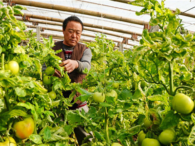 杭州菜市场 农药 检测