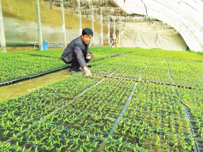 冬韭菜种植技术