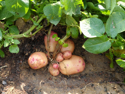 天香1号紫薯育种技术