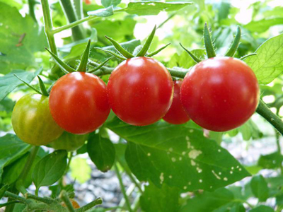 黑番茄种子多少钱