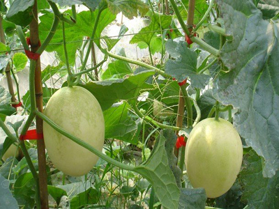 茄孑种植技术