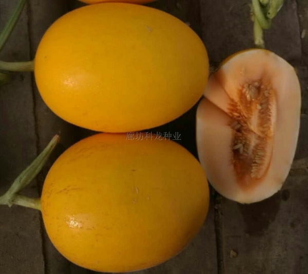 京科糯玉米种子