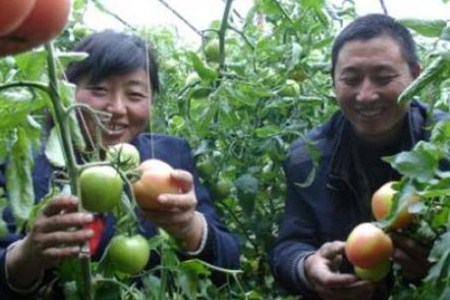 水果豌豆的栽培技术