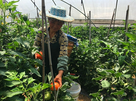 南瓜的种植方法