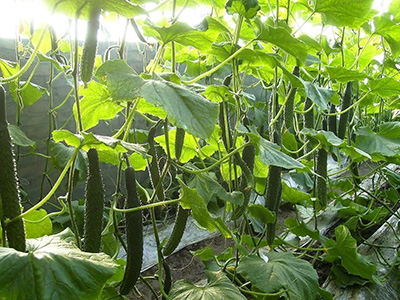 红芽芋的种植技术