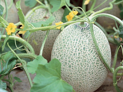 芹菜的种植技术
