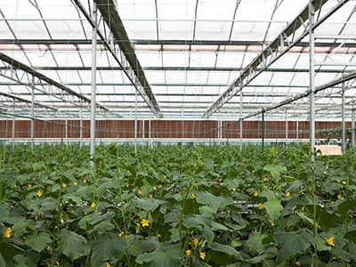 荷兰豆的种植与管理