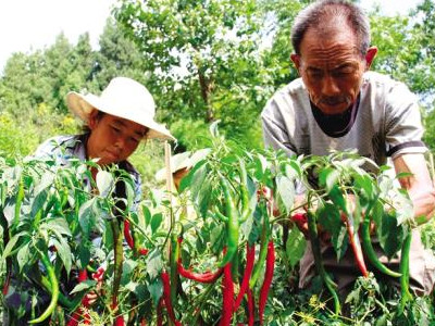 新疆大红番茄种子价格