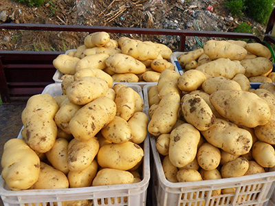 荷兰803土豆种子