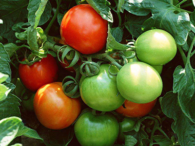 水果西红柿种子