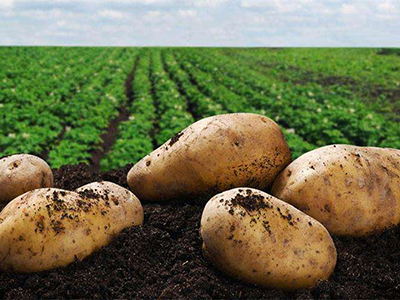 226土豆种子公司