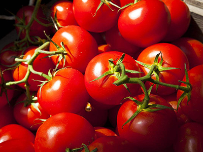 传奇西红柿种子公司