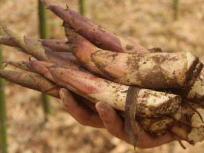 红薯叶菜育种技术