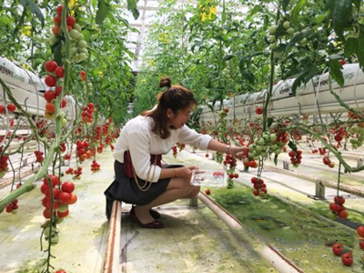 露天西红柿种植技术