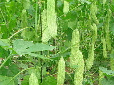 康农玉108玉米种植技术