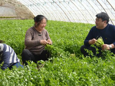 麻豌豆芽苗菜种植方法