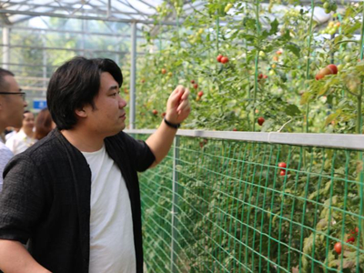 金福艺农番茄联合国