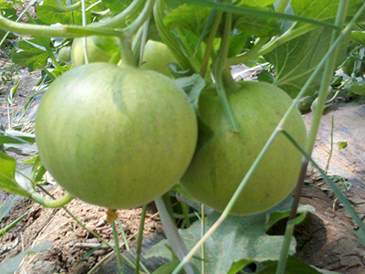 豌豆尖的种植方法