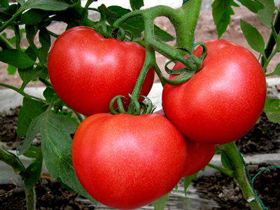 树番茄市场价