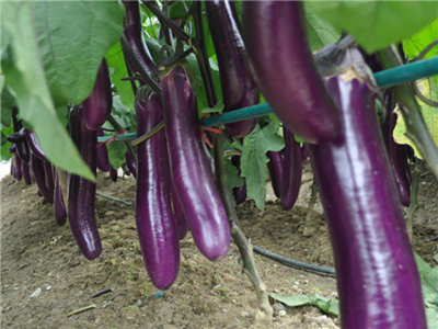 紫背天葵品种