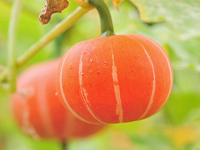 大宝西红柿病虫害防治