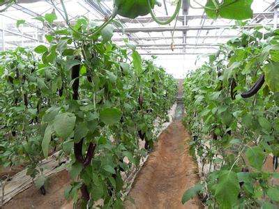 西红柿种植管理技术