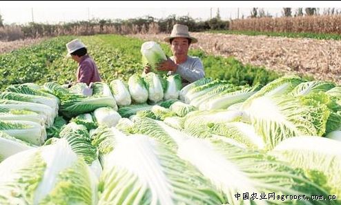 花椰菜的种植方法