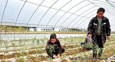 山西阳城县皇城村致力发展现代无公害绿色蔬菜产业（图）