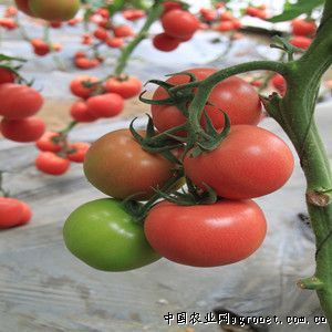 硬粉番茄种籽