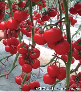 印加红辣椒种植技术
