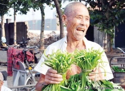 申荣菜王白菜种子价格