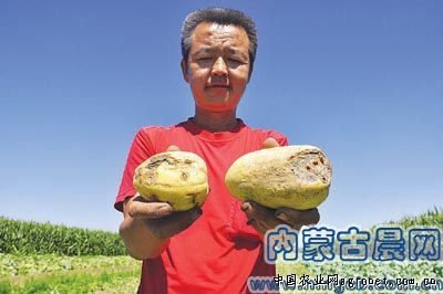 广昌3号茶树菇施肥技术