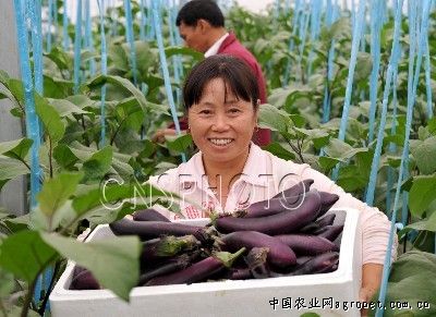 紫色油麦菜图片