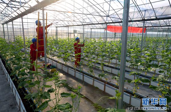 粉贝娜720西红柿种植技术