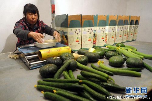青梗子蕹菜种子销售