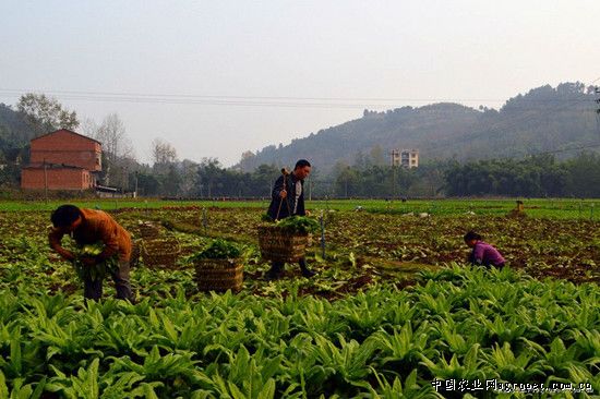 广昌3号茶树菇种植技术