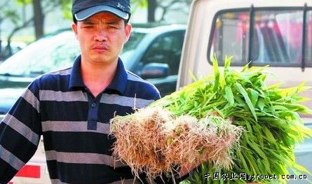 黄豆芽种植方法无土栽培