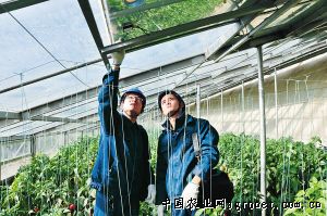 中农106黄瓜育种技术