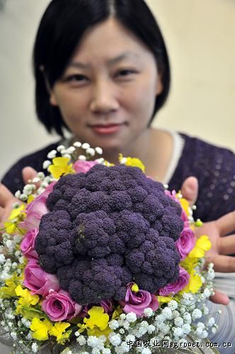 紫花苜蓿施肥技术