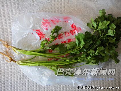 浙江红皮洋葱种子