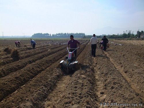 缅甸玉米病虫害及防治
