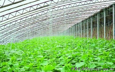 绿龙芸豆种子公司