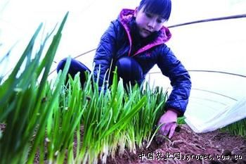 广昌3号茶树菇育种技术