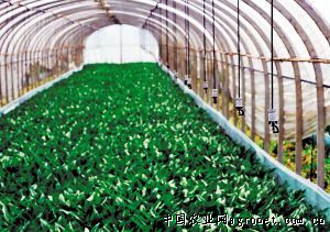 绿栗王南瓜种植技术