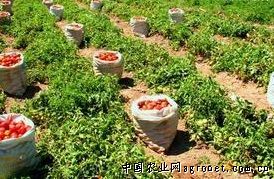 乌鲁木齐土豆价格回暖农民喜洋洋（图）
