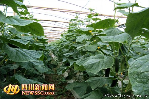 徐州5号白菜种植技术