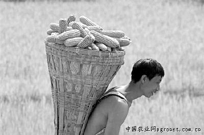 北京香菜市场价格