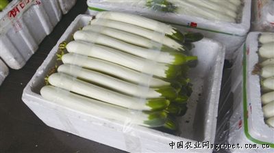 冬笋多少钱一斤广东