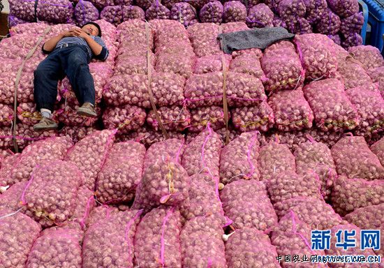 华颂33土豆批发市场