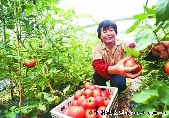 广州番禺区蔬菜生长旺 管理采收要跟上